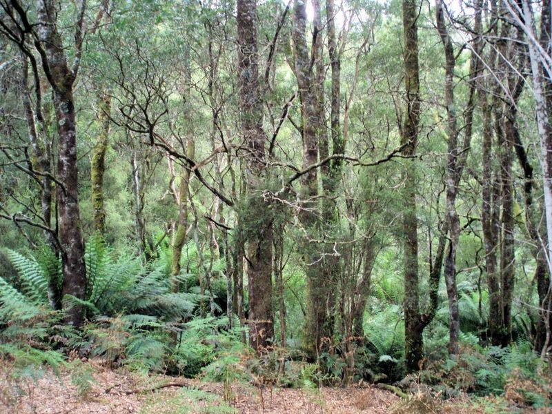 317 Ten Foot Track, Preolenna TAS 7325