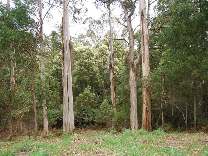 2 Tippetts Road, Mount Hicks TAS 7325