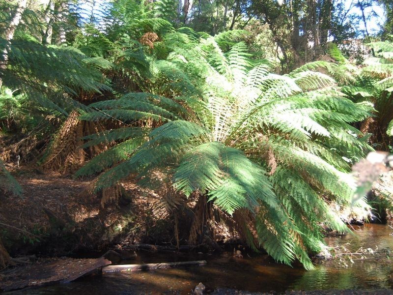 6 Elfrida Avenue, Sisters Beach TAS 7321