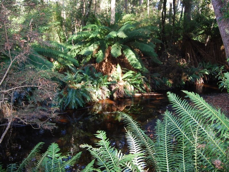 6 Elfrida Avenue, Sisters Beach TAS 7321