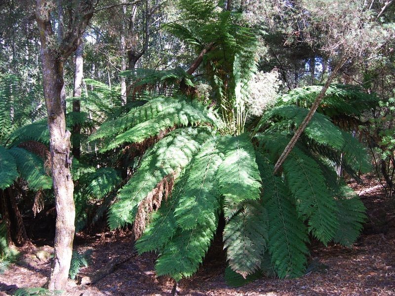 6 Elfrida Avenue, Sisters Beach TAS 7321