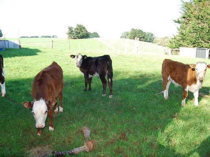 599 Tollymore Road, Table Cape TAS 7325