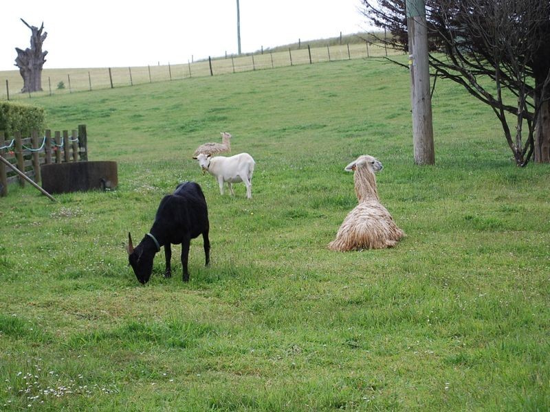 186 Old Mount Hicks Road, Mount Hicks TAS 7325