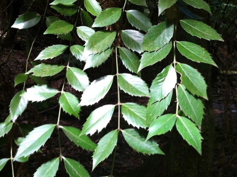 Pages Road, Moorleah TAS 7325