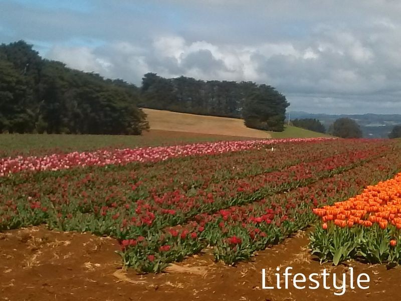 14 Freestone Crescent, Wynyard TAS 7325