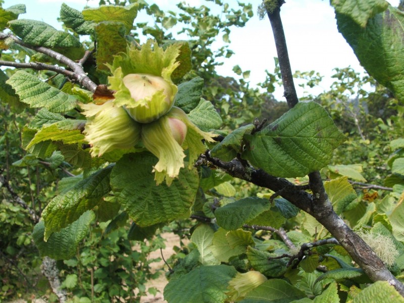 2045 Preolenna Road, Preolenna TAS 7325