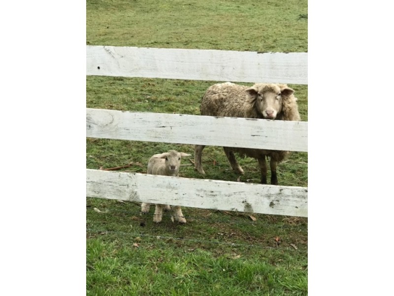 16796 Bass Highway, Flowerdale TAS 7325