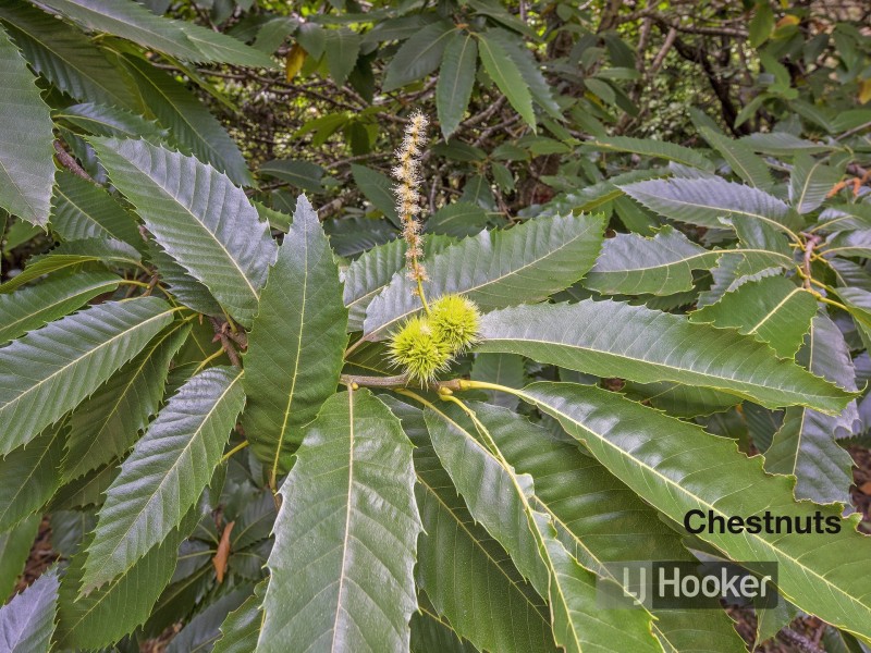 2045 Preolenna Road, Preolenna TAS 7325