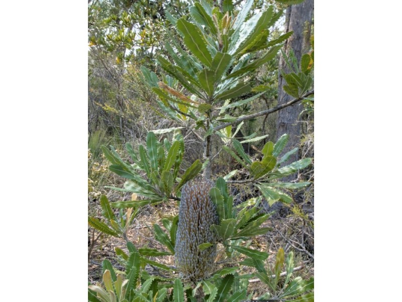 70a Irby Boulevard, Sisters Beach TAS 7321