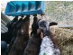 1490 Preolenna Road, Moorleah TAS 7325
