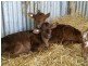 1490 Preolenna Road, Moorleah TAS 7325