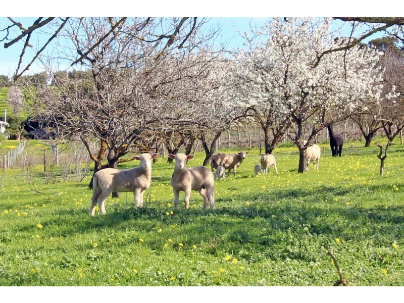 51 Branson Road, Tatachilla SA 5171