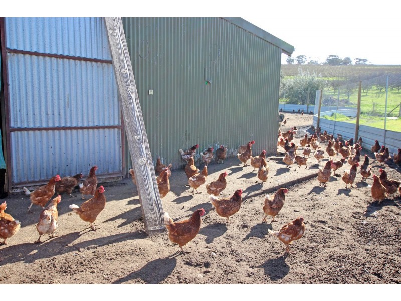 51 Branson Road, Tatachilla SA 5171