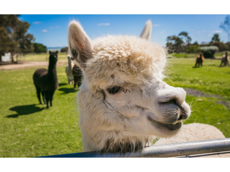 93 Currency Creek Road, Goolwa North SA 5214