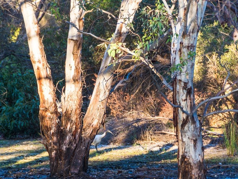 62 Dover Street, Aldinga Beach SA 5173