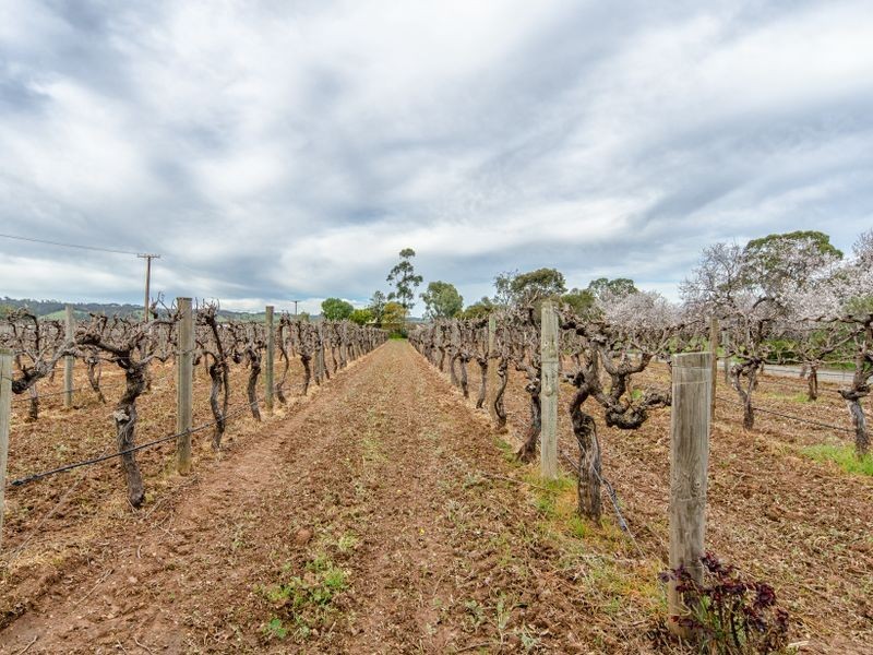 20 McLaren Flat Road, Mclaren Flat SA 5171