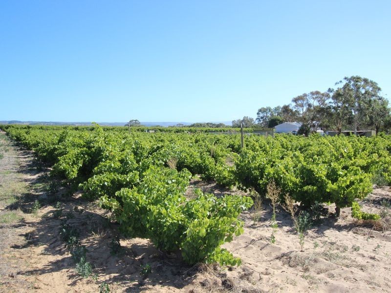 20 McLaren Flat Road, Mclaren Flat SA 5171