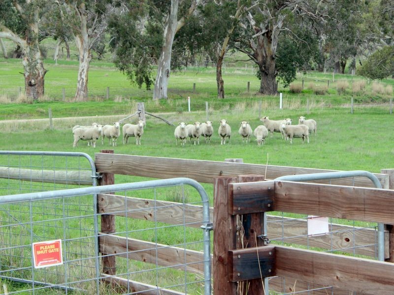 230 Dairy Flat Road, Hay Flat SA 5204