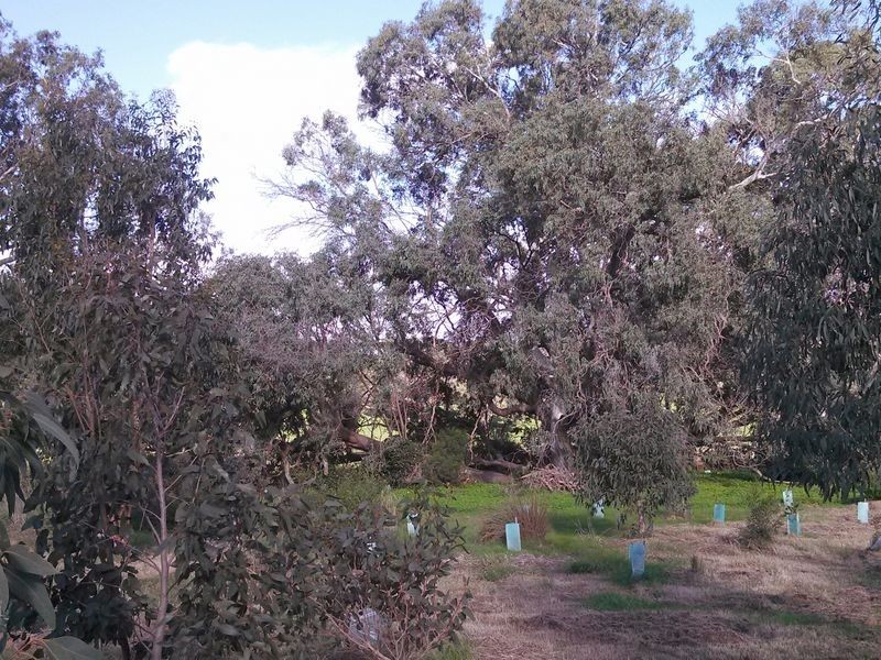230 Dairy Flat Road, Hay Flat SA 5204