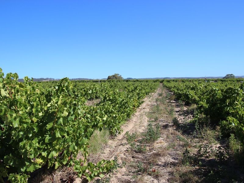 20 McLaren Flat Road, Mclaren Flat SA 5171