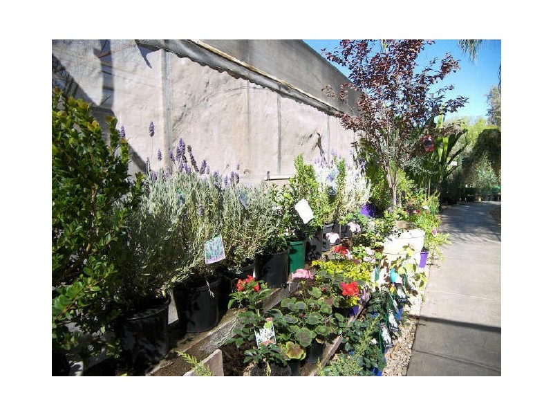 Alice Springs Nursery, Alice Springs NT 0870