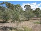 Lot 205 Altmann Street, Moculta SA 5353