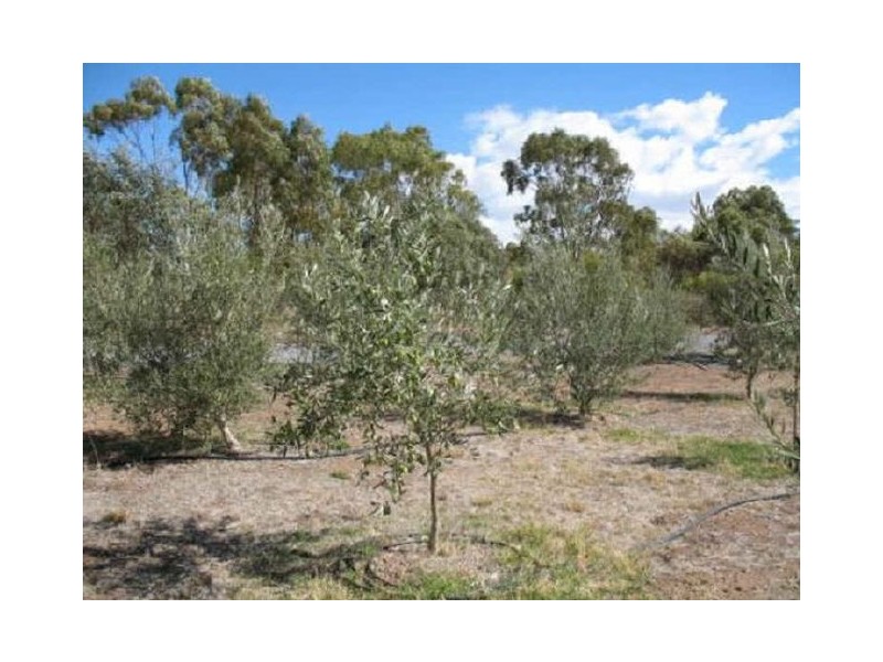 Lot 205 Altmann Street, Moculta SA 5353