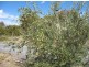 Lot 205 Altmann Street, Moculta SA 5353
