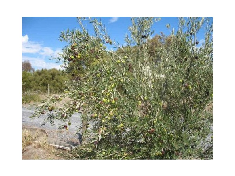 Lot 205 Altmann Street, Moculta SA 5353