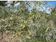 Lot 205 Altmann Street, Moculta SA 5353