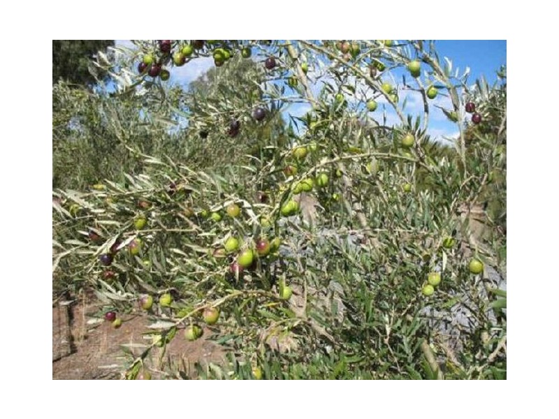 Lot 205 Altmann Street, Moculta SA 5353