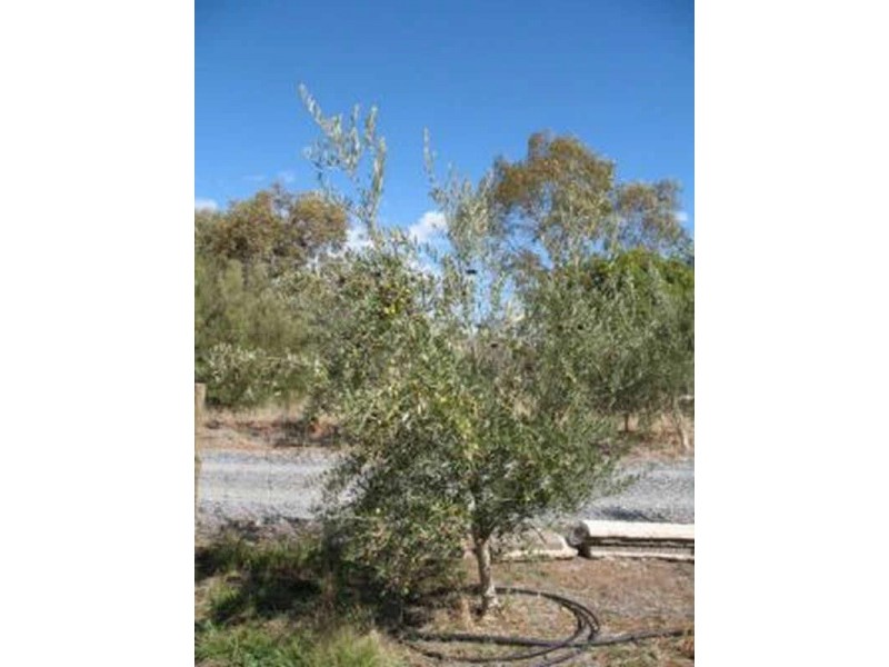 Lot 205 Altmann Street, Moculta SA 5353