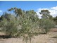 Lot 205 Altmann Street, Moculta SA 5353