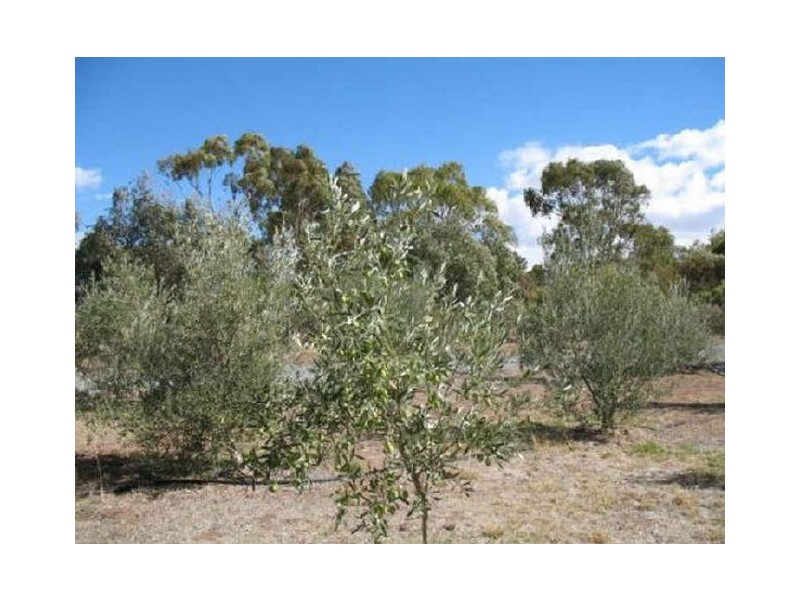Lot 205 Altmann Street, Moculta SA 5353