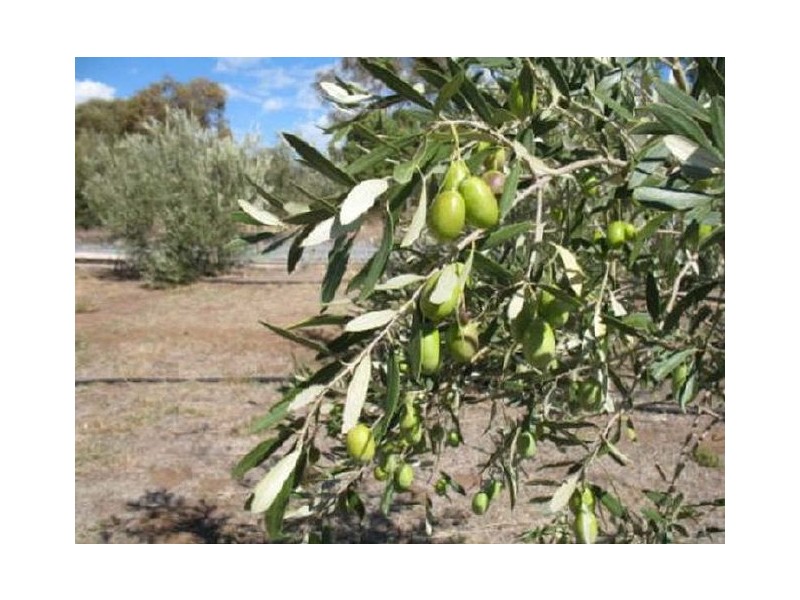 Lot 205 Altmann Street, Moculta SA 5353