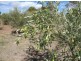 Lot 205 Altmann Street, Moculta SA 5353