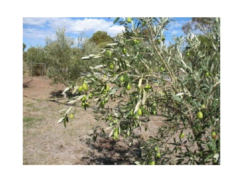 Lot 205 Altmann Street, Moculta SA 5353
