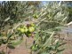 Lot 205 Altmann Street, Moculta SA 5353