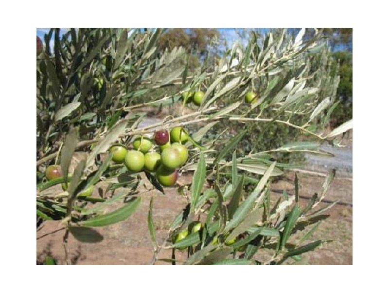 Lot 205 Altmann Street, Moculta SA 5353