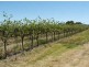 Sect. 705 Old Sturt Highway, Berri SA 5343