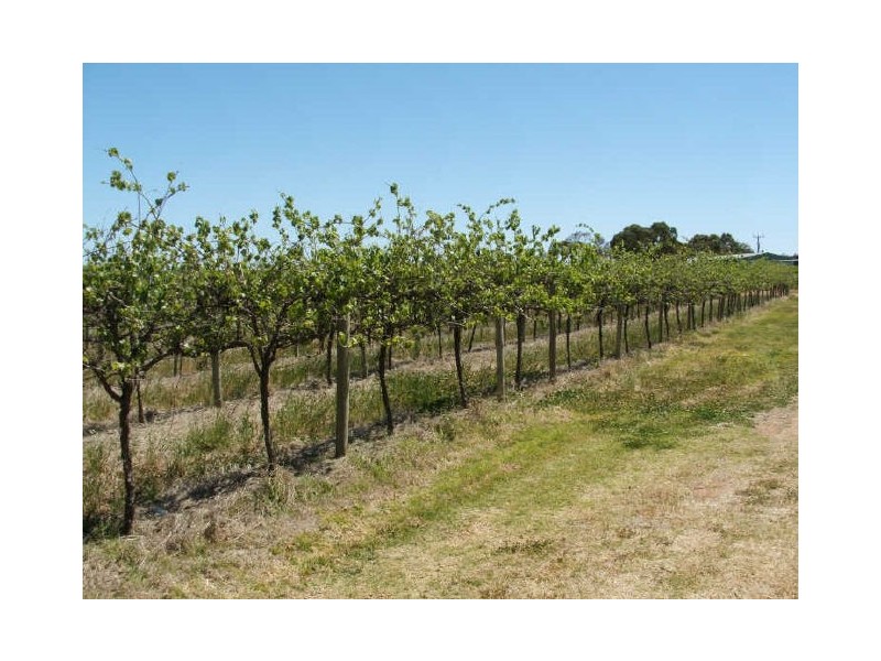 Sect. 705 Old Sturt Highway, Berri SA 5343