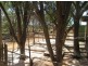 Lot 12 Section 65, Heinrick Road, Yinkanie SA 5332
