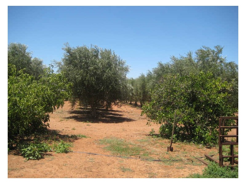 Section 1122, Gordon Road, Barmera SA 5345