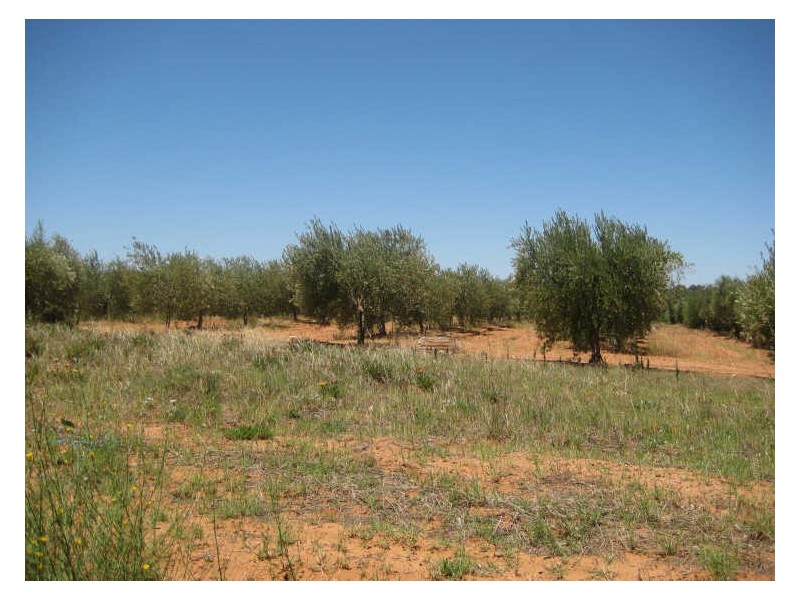 Section 1122, Gordon Road, Barmera SA 5345