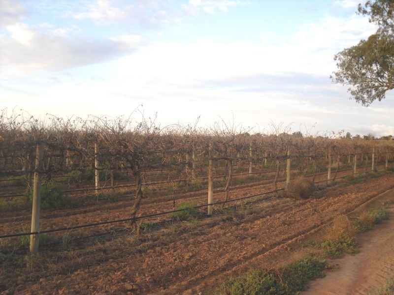 Section 55 Hombsch Road, Cobdogla SA 5346