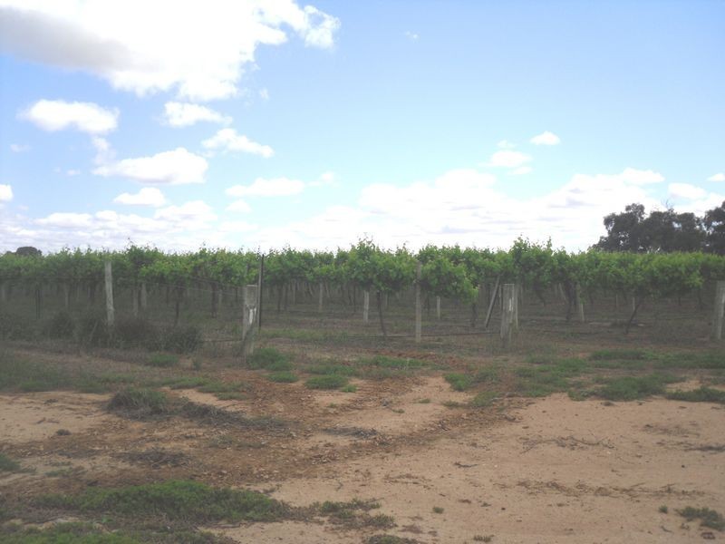 Lot 1 Morgan Road, Cobdogla SA 5346