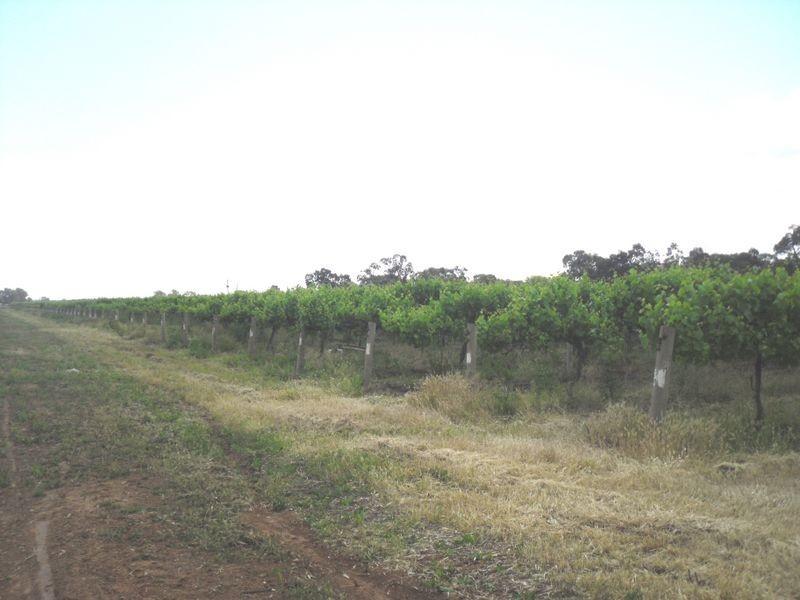 Lot 1 Morgan Road, Cobdogla SA 5346