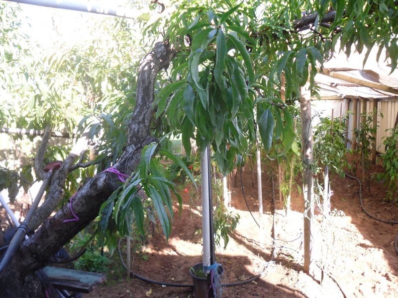 Lot 23 Nitschke Road, Berri SA 5343