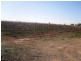 Lot 18 Tareena St, Renmark North SA 5341
