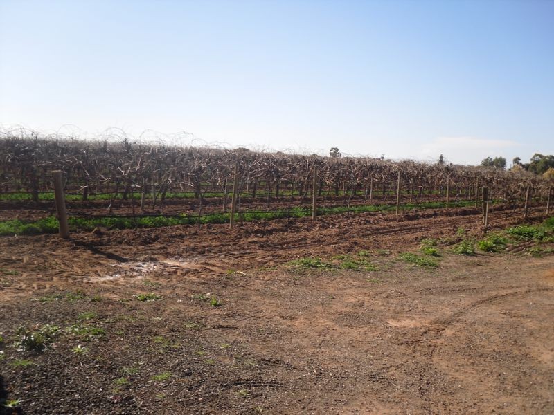 Lot 18 Tareena St, Renmark North SA 5341